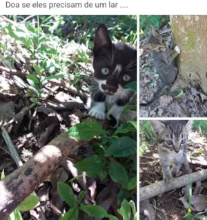 Gato raça Sem racs idade Abaixo de 2 meses nome Estao abandonados