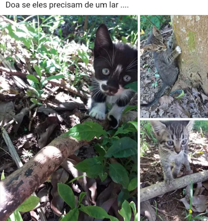Gato ra a Sem racs idade Abaixo de 2 meses nome Estao abandonados