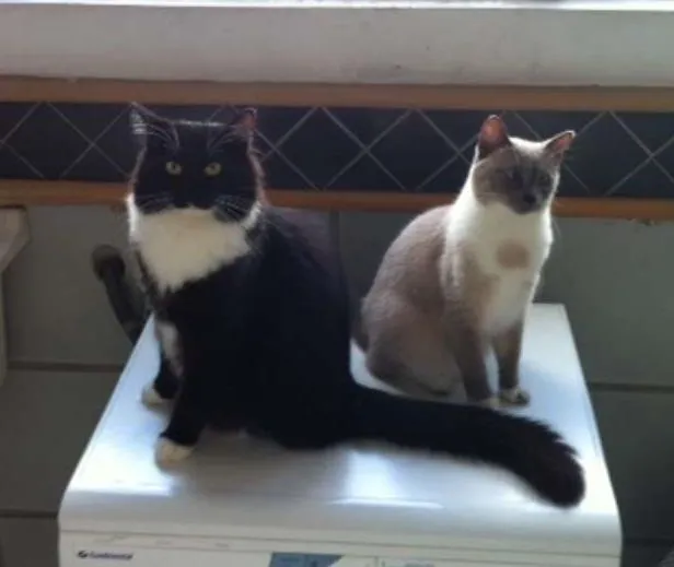 Gato ra a angora siames e siames mestiço idade 6 ou mais anos nome Ariel e Felix