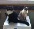 Ariel e Felix