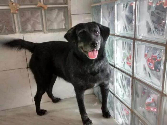 Cachorro ra a Srd idade 5 anos nome Valeria 