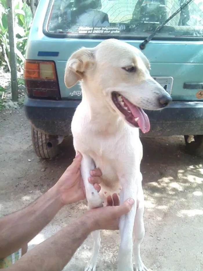 Cachorro raça Lavradora idade 1 ano nome Caramelo