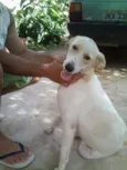 Caramelo