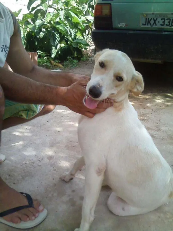 Cachorro raça Lavradora idade 1 ano nome Caramelo