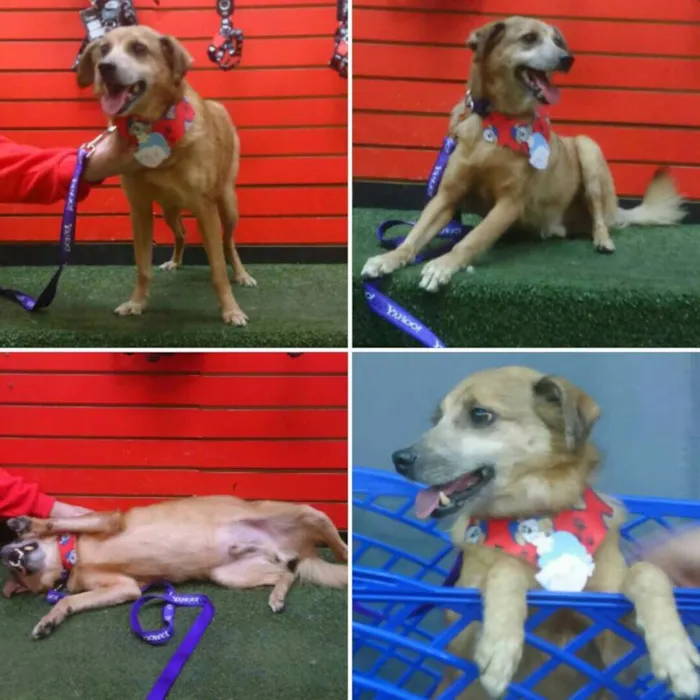 Cachorro ra a Srd idade 6 ou mais anos nome Bidu