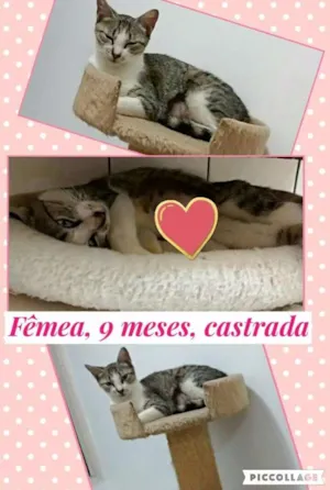 Gato raça Srd idade 7 a 11 meses nome Tulipa