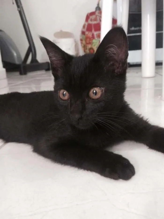 Gato raça  idade 2 a 6 meses nome Selina