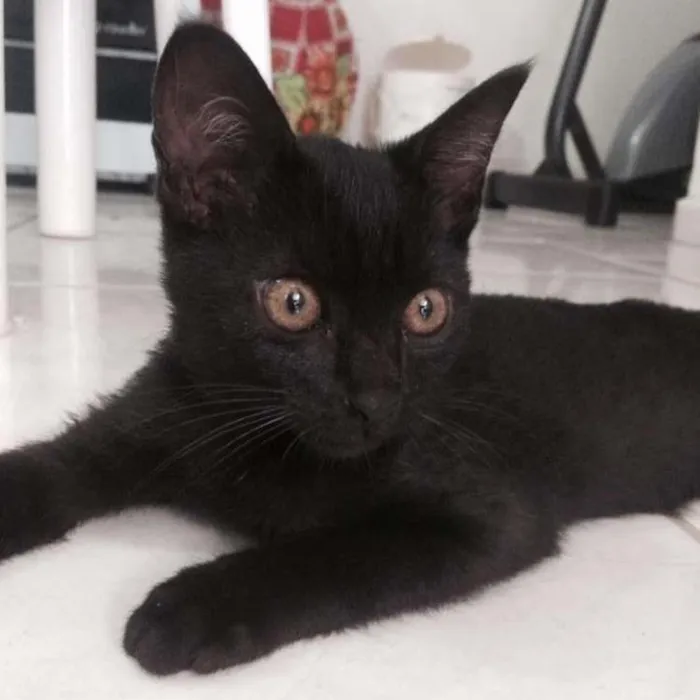 Gato raça  idade 2 a 6 meses nome Selina