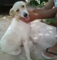 Caramelo