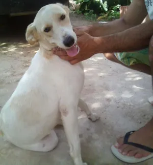 Cachorro raça Lavradora idade 1 ano nome Caramelo
