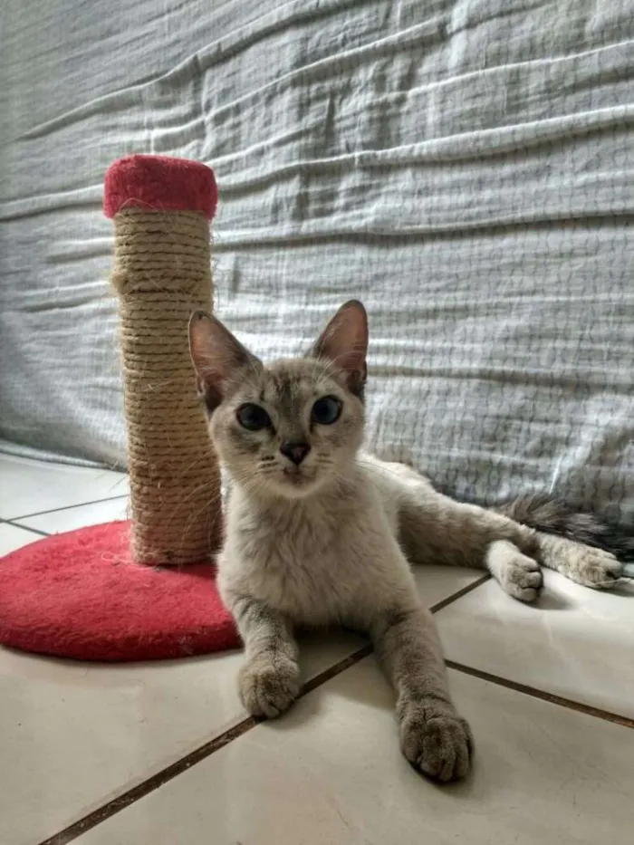 Gato ra a SRD idade 7 a 11 meses nome Skyller