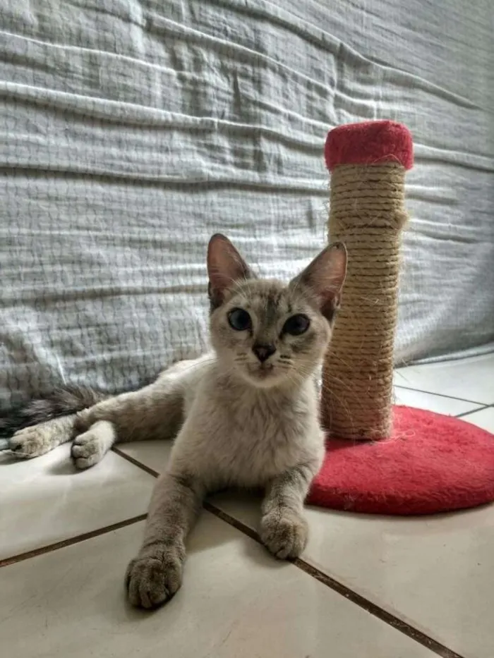 Gato ra a SRD idade 7 a 11 meses nome Skyller
