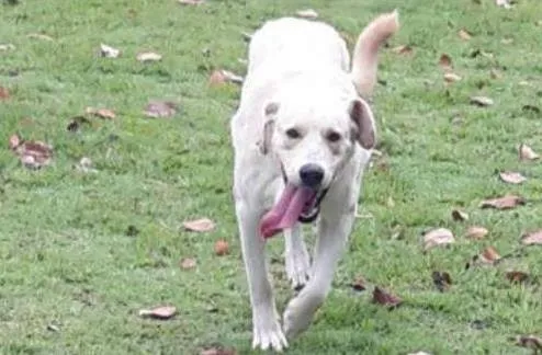 Cachorro ra a  idade 1 ano nome ZEUS