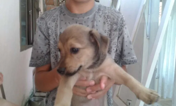 Cachorro ra a Srd idade Abaixo de 2 meses nome Sem nome