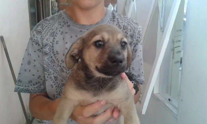 Cachorro ra a Srd idade Abaixo de 2 meses nome Sem nome