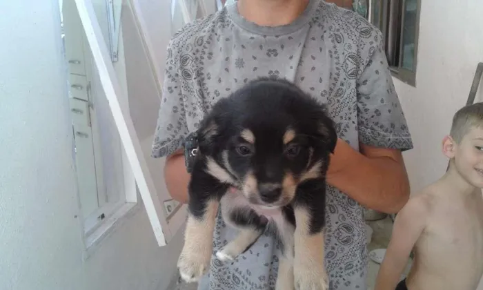 Cachorro ra a Srd idade Abaixo de 2 meses nome Sem nome