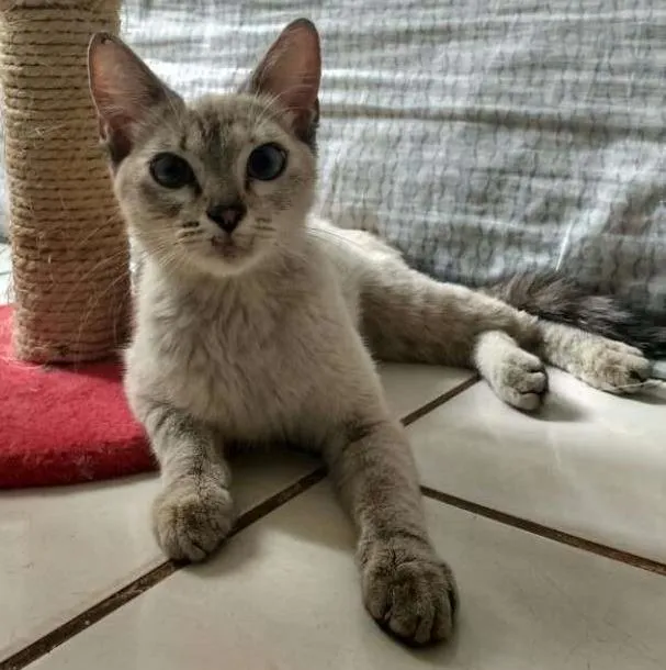 Gato ra a SRD idade 7 a 11 meses nome Skyller