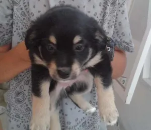 Cachorro raça Srd idade Abaixo de 2 meses nome Sem nome