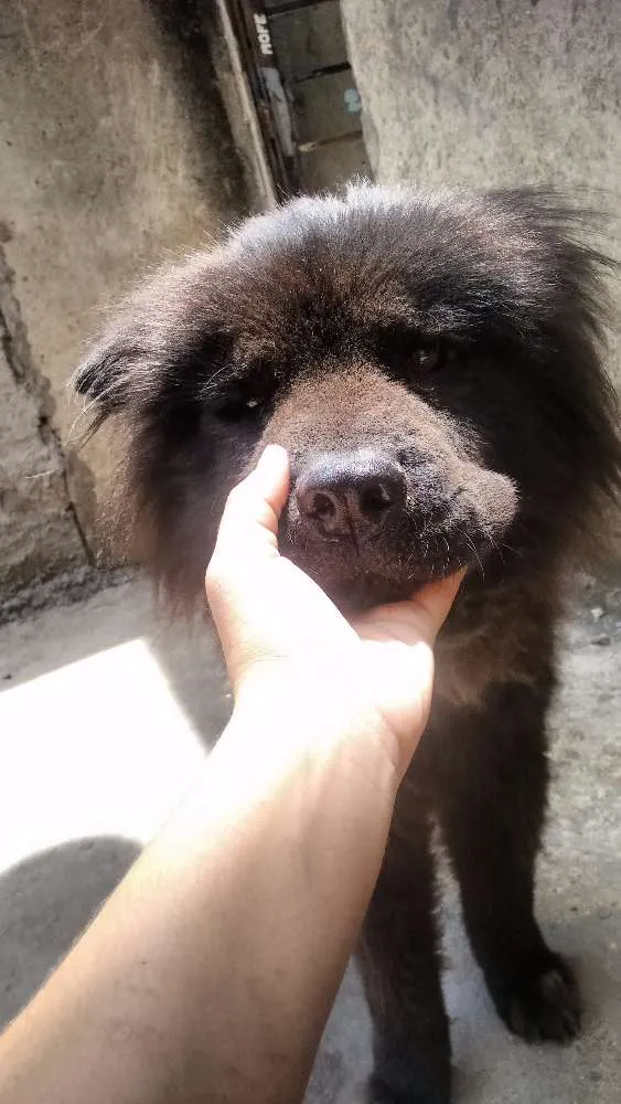 Cachorro raça Chochow idade 3 anos nome Pelé
