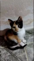 Amora