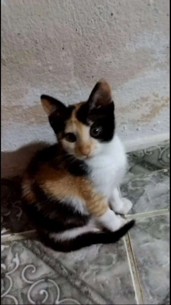Gato ra a  idade 2 a 6 meses nome Amora
