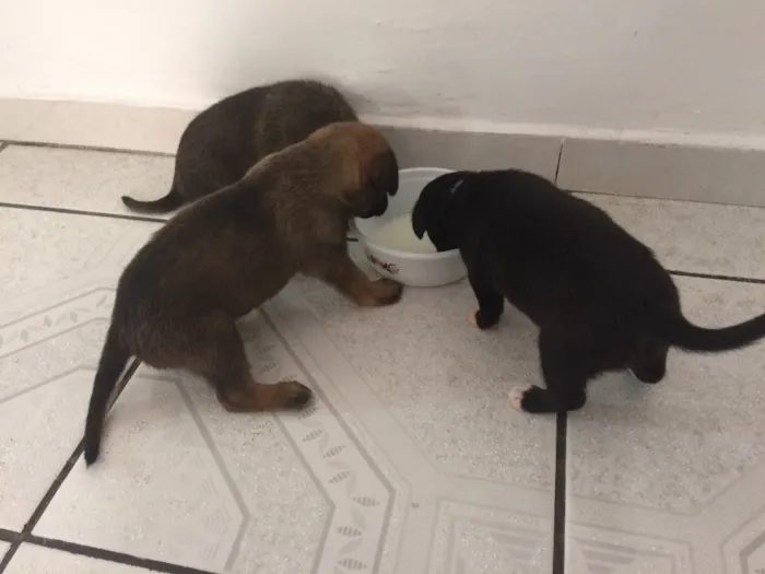 Cachorro ra a Srd  idade Abaixo de 2 meses nome Sem nome 