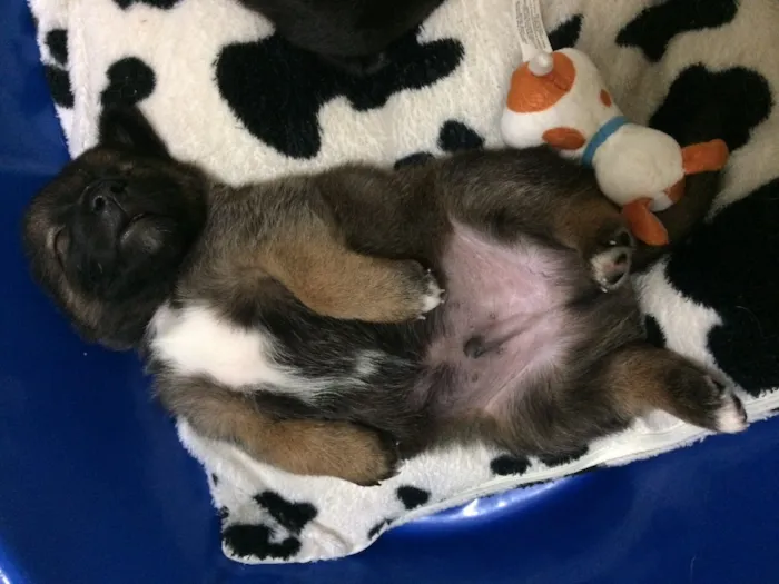 Cachorro ra a Srd  idade Abaixo de 2 meses nome Sem nome 