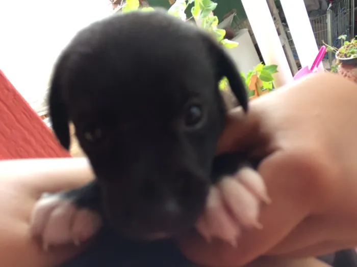 Cachorro ra a Srd  idade Abaixo de 2 meses nome Sem nome 
