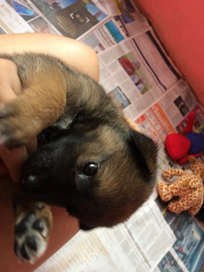 Cachorro ra a Srd  idade Abaixo de 2 meses nome Sem nome 