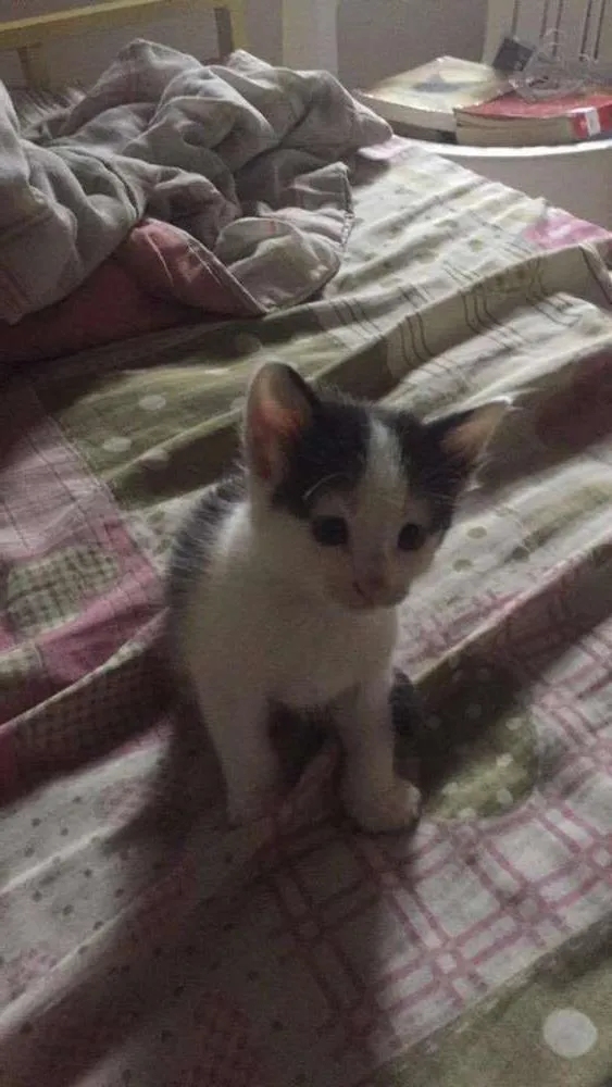 Gato ra a Vira-lata idade Abaixo de 2 meses nome Mione