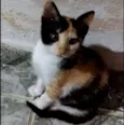 Amora