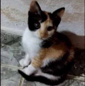 Gato raça  idade 2 a 6 meses nome Amora