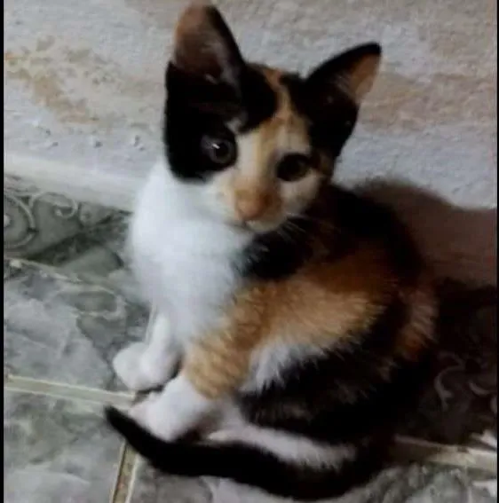 Gato ra a  idade 2 a 6 meses nome Amora