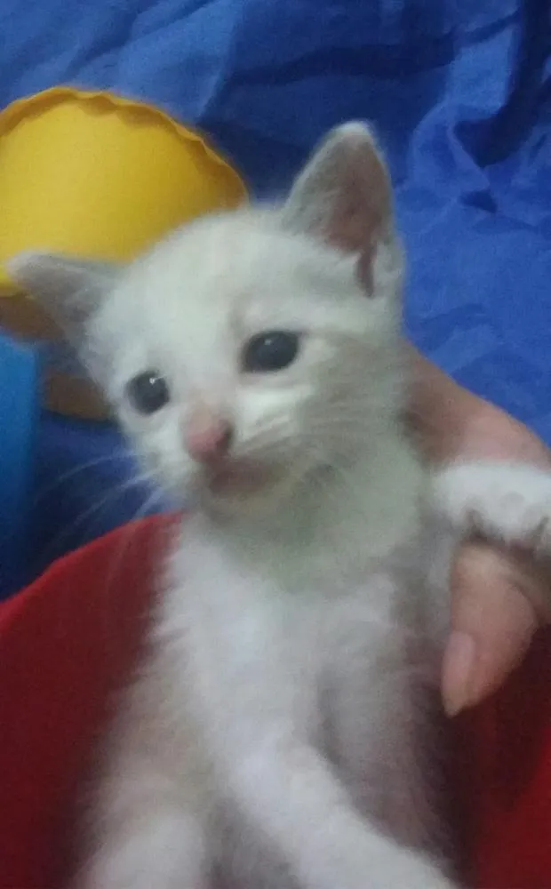 Gato ra a Siamês.  idade Abaixo de 2 meses nome Sem nome. 