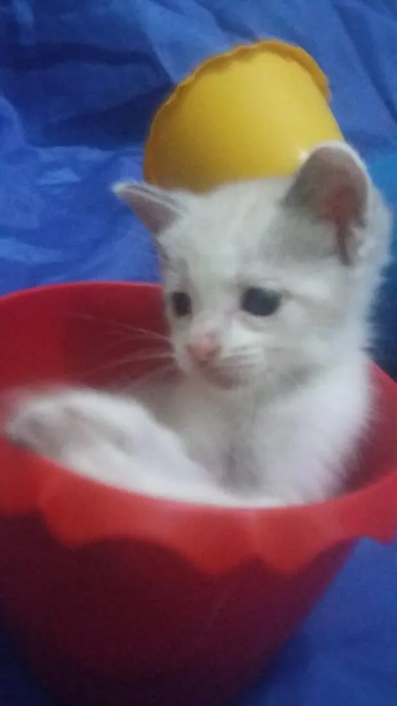 Gato ra a Siamês.  idade Abaixo de 2 meses nome Sem nome. 