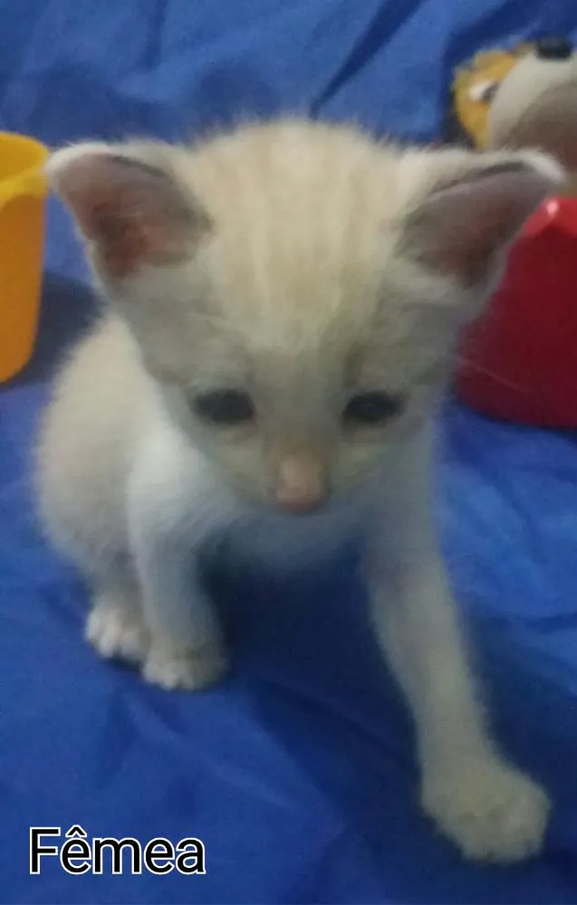 Gato ra a Siamês.  idade Abaixo de 2 meses nome Sem nome. 