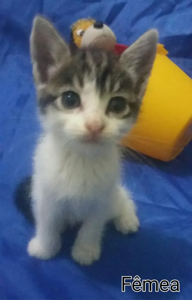 Gato ra a SEM RAÇA DEFINIDA.  idade Abaixo de 2 meses nome Sem nome. 
