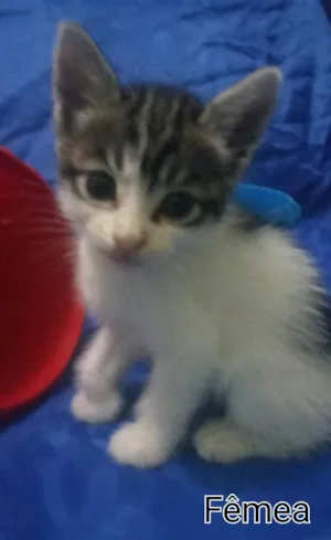Gato raça SEM RAÇA DEFINIDA.  idade Abaixo de 2 meses nome Sem nome. 