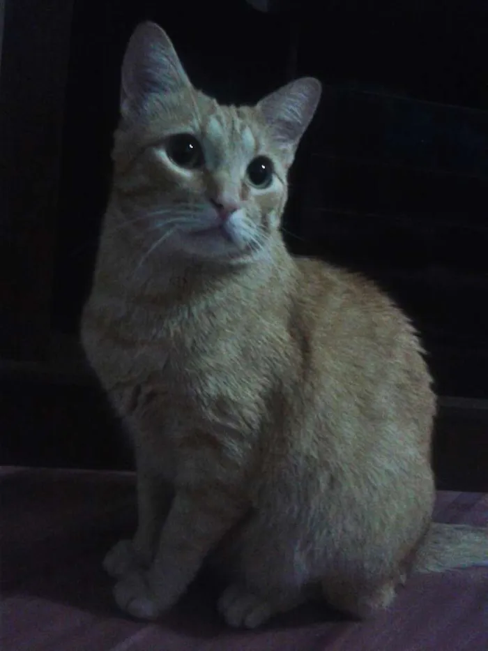 Gato ra a SRD idade 5 anos nome TOM