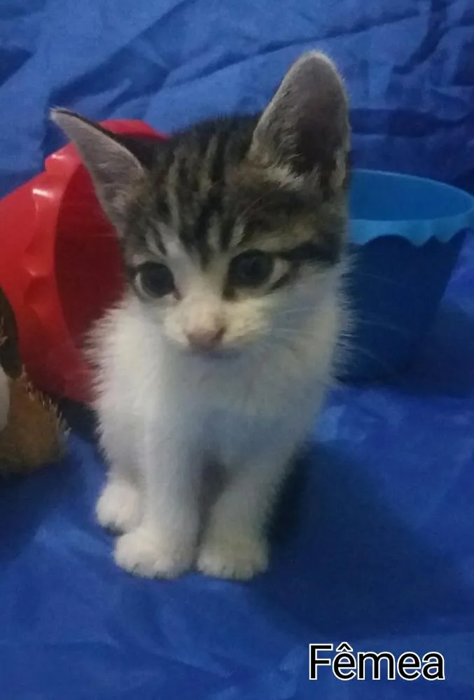 Gato ra a SEM RAÇA DEFINIDA.  idade Abaixo de 2 meses nome Sem nome. 
