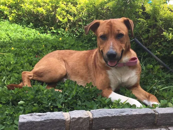 Cachorro raça Vira-lata idade 2 anos nome Chico
