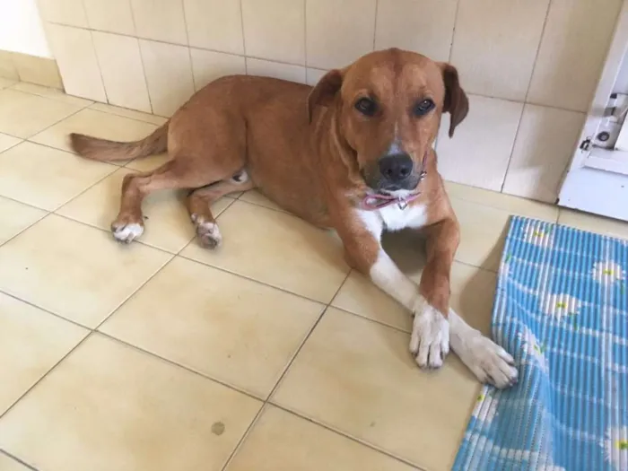 Cachorro raça Vira-lata idade 2 anos nome Chico