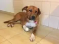 Chico
