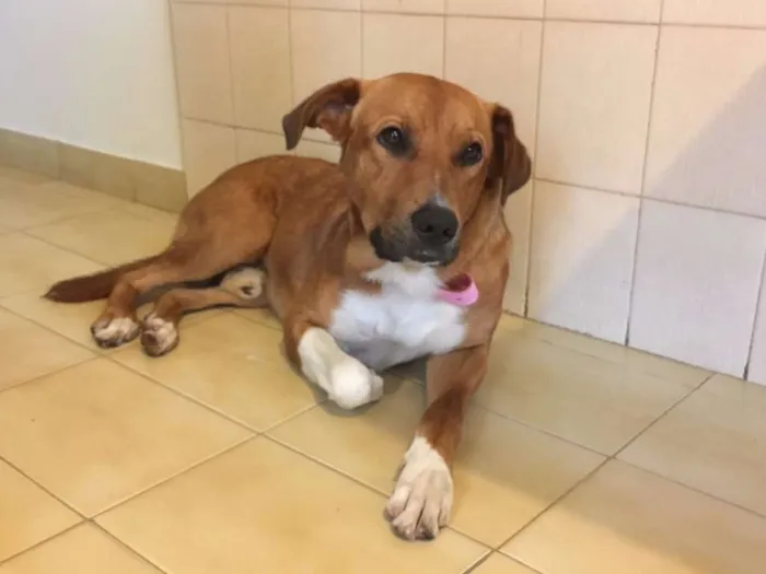 Cachorro raça Vira-lata idade 2 anos nome Chico