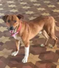 Chico