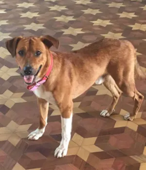 Cachorro raça Vira-lata idade 2 anos nome Chico