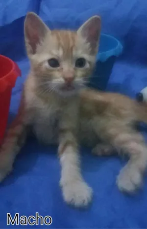 Gato raça SEM RAÇA DEFINIDA.  idade Abaixo de 2 meses nome Sem nome. 