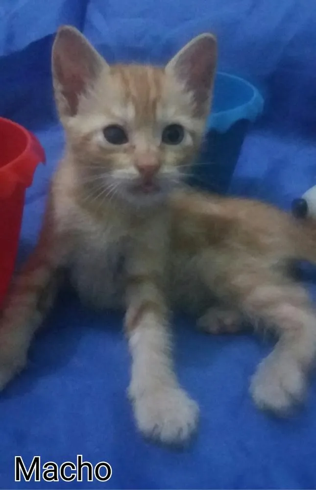 Gato ra a SEM RAÇA DEFINIDA.  idade Abaixo de 2 meses nome Sem nome. 