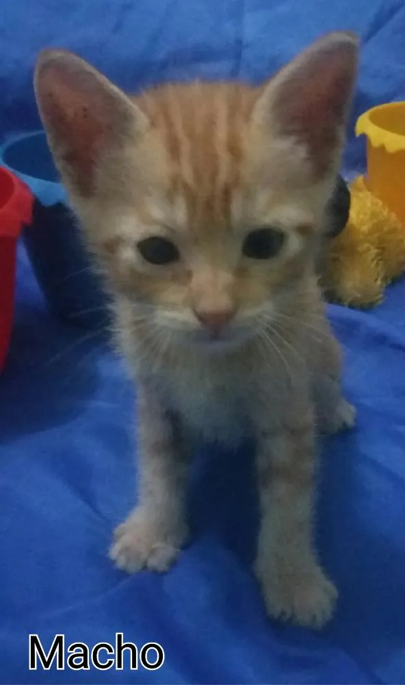 Gato ra a SEM RAÇA DEFINIDA.  idade Abaixo de 2 meses nome Sem nome. 