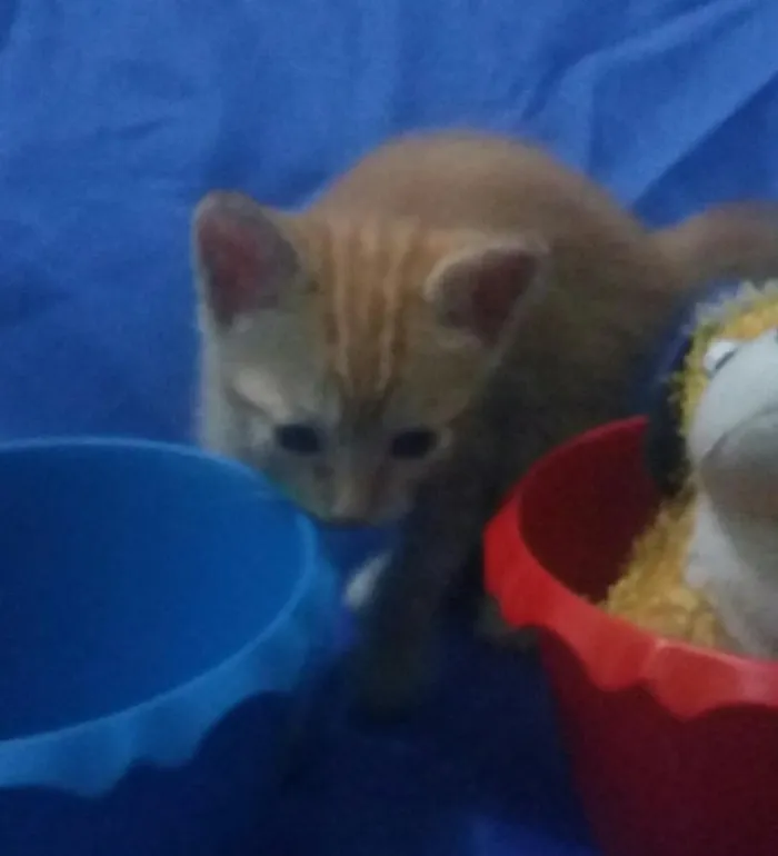 Gato ra a SEM RAÇA DEFINIDA.  idade Abaixo de 2 meses nome Sem nome. 